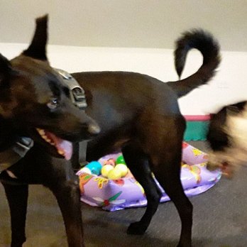 Tails Scales & Nubs - Pet Sitting Near Me Tails Scales & Nubs - Pet Sitting Near Me