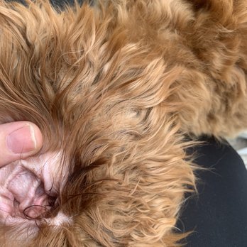 Petco - Matted dirty ears - Pet Stores Near Me - Elk Grove, California