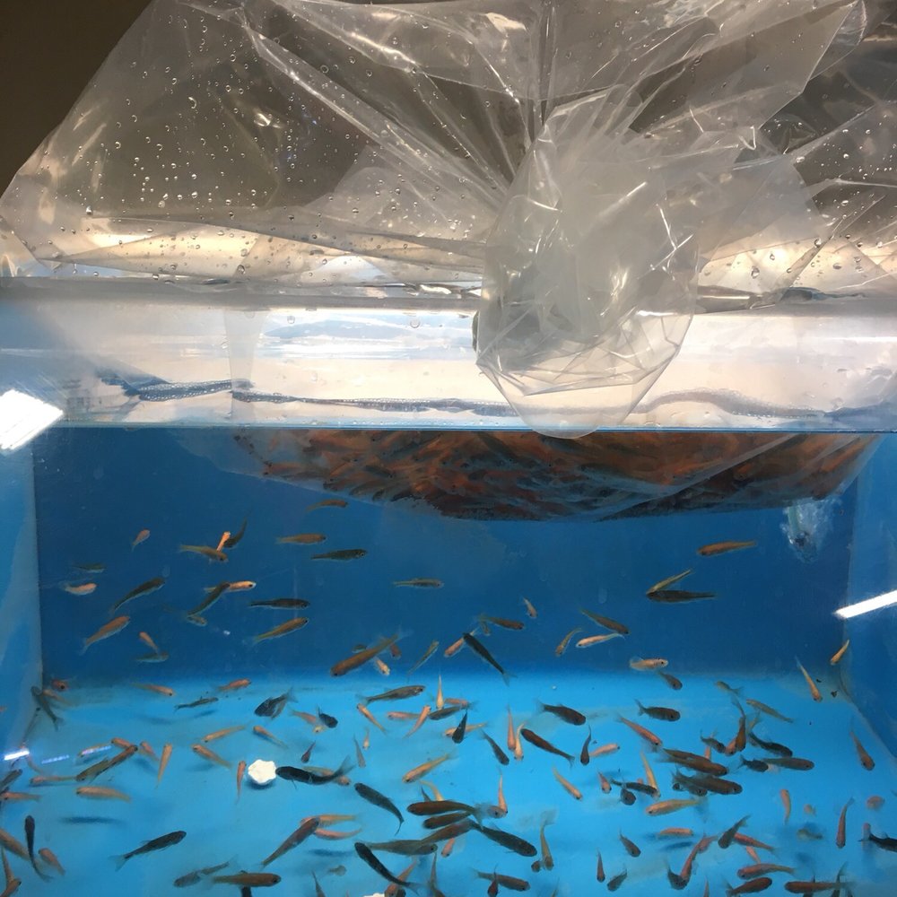 PetSmart - Pet Stores Near Me - Plano, Texas PetSmart - Pet Stores Near Me - Plano, Texas