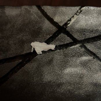 Shiro's - Pesky pin bone ): - Sushi Bars Near Me - Seattle, Washington