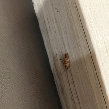 Seoul Bulgogi - Roach right next to my table - Bubble Tea Near Me - San Jose, California