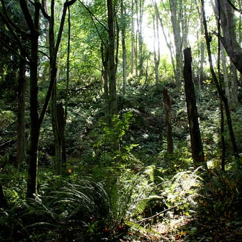 Discovery Park - Hiking in the woods at Discovery Park. - Parks Near Me - Seattle, Washington Discovery Park - Hiking in the woods at Discovery Park. - Parks Near Me - Seattle, Washington