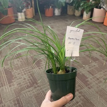 Grounded Plant & Floral - Nurseries & Gardening Near Me - Indianapolis, Indiana