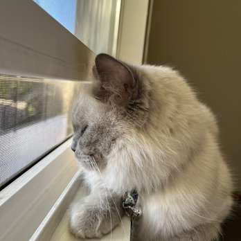 FairyTale Ragdoll by i-Angel - Pet Breeders Near Me FairyTale Ragdoll by i-Angel - Pet Breeders Near Me