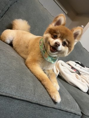 Amigoni's Pet Friends