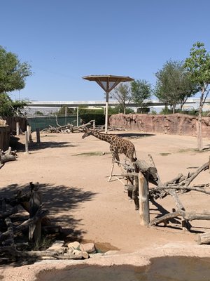 El Paso Zoo and Botanical Gardens by null