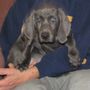 Photo of Von Dolan Weimaraner's