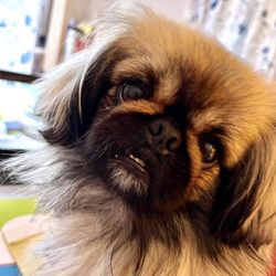 Honey's Haven - Chucky, groomed by Honey's Haven.