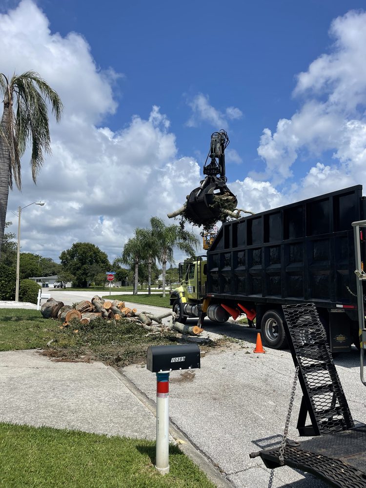 Albert & Ellis - tree service in Tampa, FL