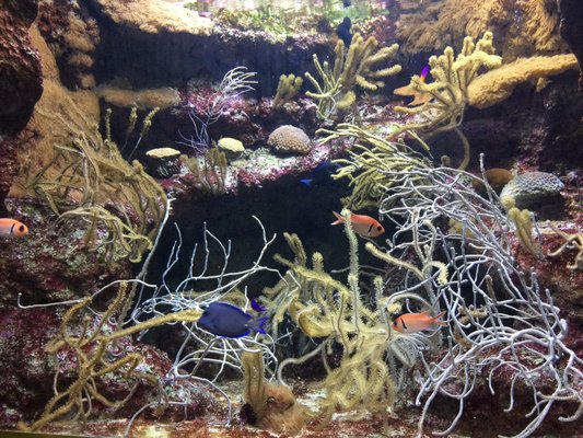 Biarritz Aquarium by null