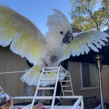Parrotopia - Bird Shops Near Me - Citrus Heights, California Parrotopia - Bird Shops Near Me - Citrus Heights, California