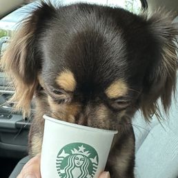 My puppy LOVES the pup cups My puppy LOVES the pup cups
