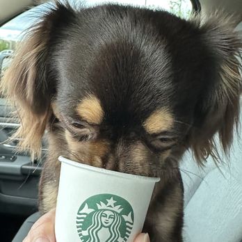 Starbucks - My puppy LOVES the pup cups - Coffee & Tea Near Me - Henderson, Nevada