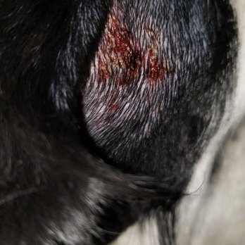VCA Kootenai Animal Hospital - Veterinarians Near Me - Post Falls, Idaho VCA Kootenai Animal Hospital - Veterinarians Near Me - Post Falls, Idaho