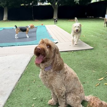 Creature Comfort BnB - Dog Walkers Near Me - Los Angeles, California Creature Comfort BnB - Dog Walkers Near Me - Los Angeles, California