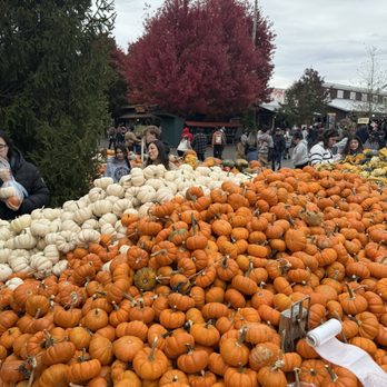 Bengtson's Pumpkin Fest - Festivals Near Me - Homer Glen, Illinois
