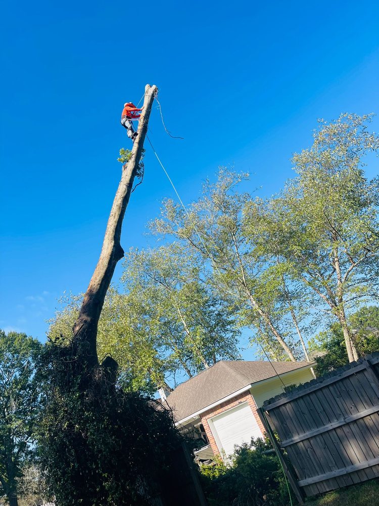Slide of Funez Tree Service & More