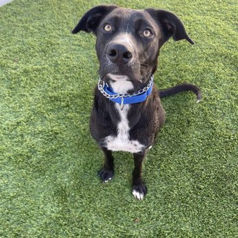 WAGS Pet Adoption - My foster pup Cozy - Animal Shelters Near Me - Westminster, California WAGS Pet Adoption - My foster pup Cozy - Animal Shelters Near Me - Westminster, California