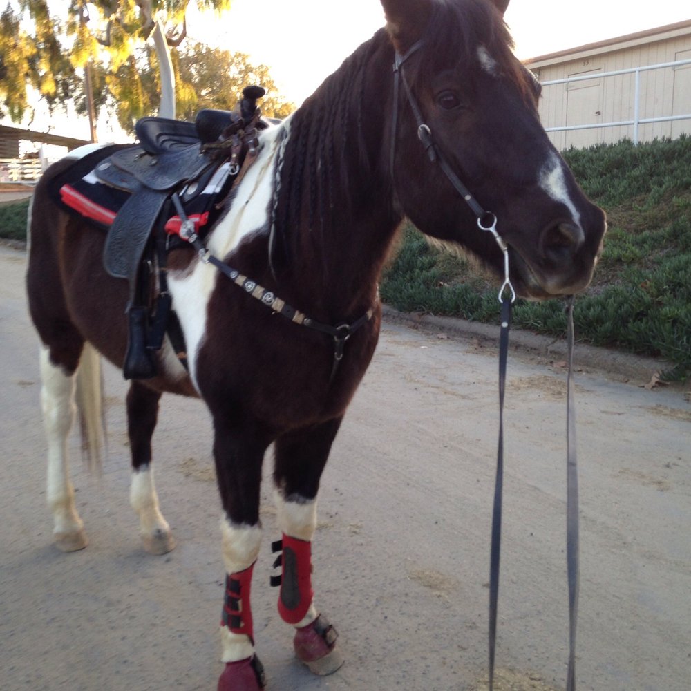 Stepp Stables - Horseback Riding Near Me - Oceanside, California Stepp Stables - Horseback Riding Near Me - Oceanside, California