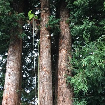 Professional Tree Services - Tree Services Near Me - Blue Lake, California