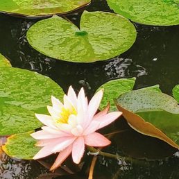 There are two beautiful lily ponds in the garden.
