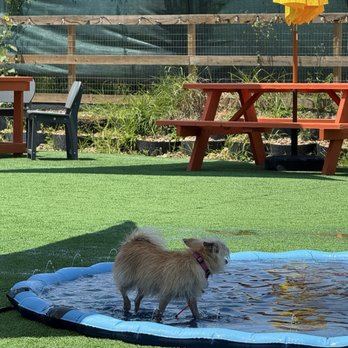 Zoomies - Dog Parks Near Me - Houston, Texas Zoomies - Dog Parks Near Me - Houston, Texas
