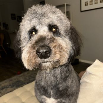 Well Groomed Pets - Raleigh - Cute face - Pet Groomers Near Me - Raleigh, North Carolina Well Groomed Pets - Raleigh - Cute face - Pet Groomers Near Me - Raleigh, North Carolina