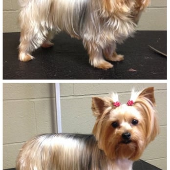 Classy Critters - Maddie - Pet Sitting Near Me - Mooresville, North Carolina