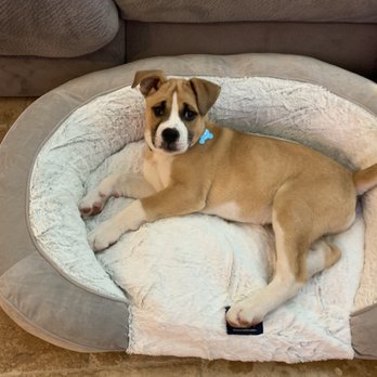 Dogtopia - Cash chillin on his new bed! - Pet Services Near Me - San Marcos, California Dogtopia - Cash chillin on his new bed! - Pet Services Near Me - San Marcos, California