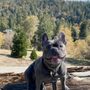 Ocean Grown Bulldogs