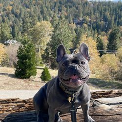 Ocean Grown Bulldogs