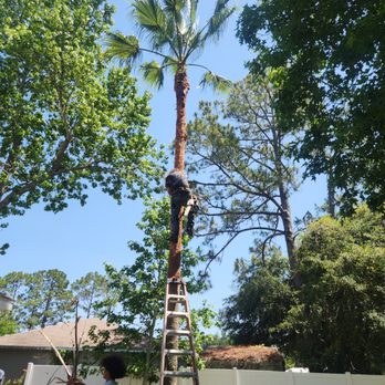 Trees Only - Tree Services Near Me - Bunnell, Florida Trees Only - Tree Services Near Me - Bunnell, Florida