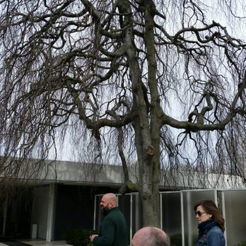 Columbus Area Visitors Center - Weeping beech at the entrance - Visitor Centers Near Me - Columbus, Indiana
