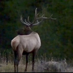 Casanova Guided Tours - Huge bull elk