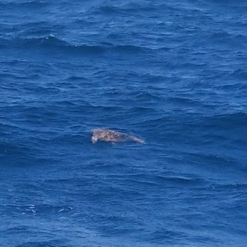 Rudee Tours - Sea turtle. I loved seeing him repeatedly - Tours Near Me - Virginia Beach, Virginia Rudee Tours - Sea turtle. I loved seeing him repeatedly - Tours Near Me - Virginia Beach, Virginia