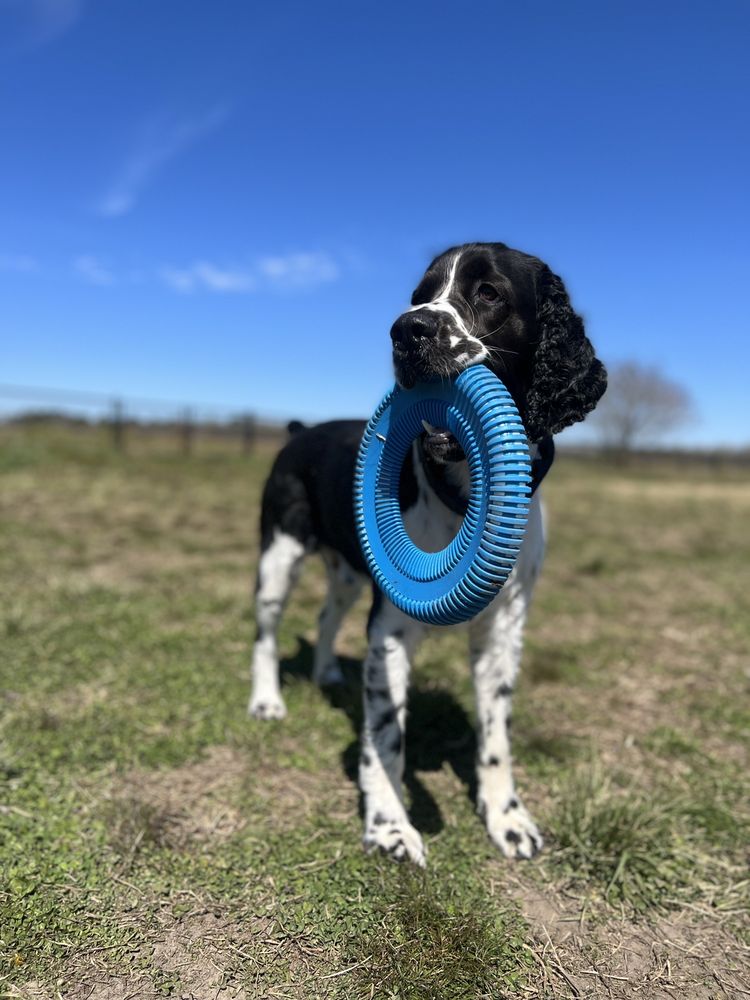 Ayden District Dog Park Image