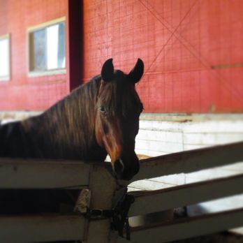 Jilans Stable - Horseback Riding Near Me - Honolulu, Hawaii Jilans Stable - Horseback Riding Near Me - Honolulu, Hawaii