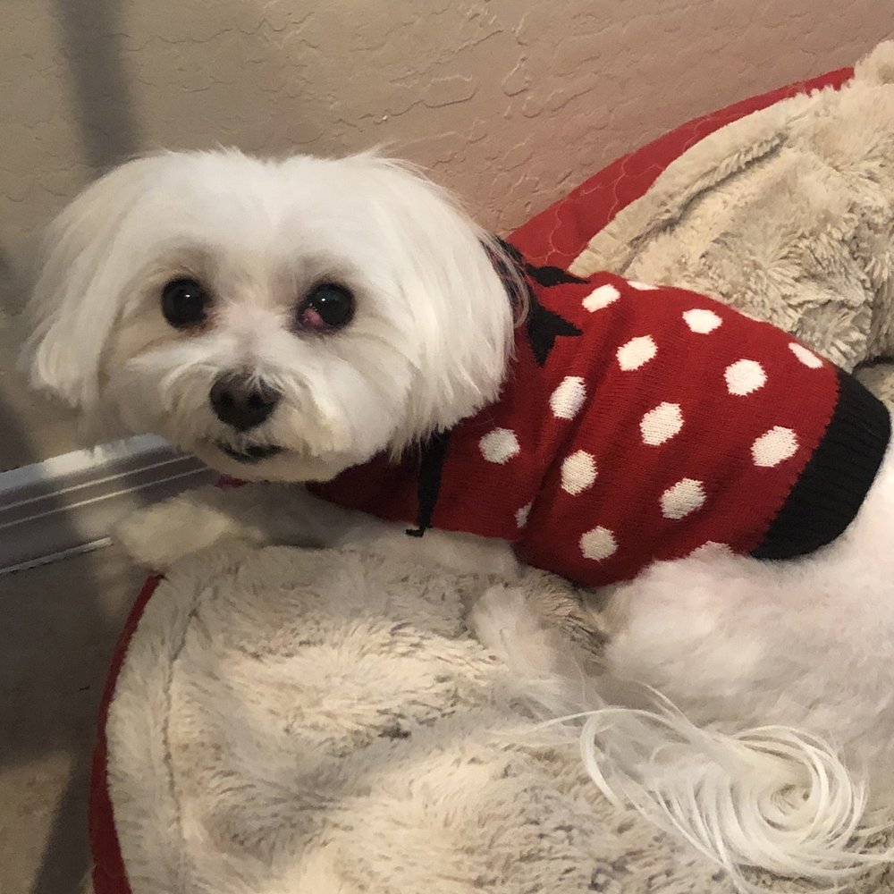 Doggie Doos Grooming - Maltese after - Pet Groomers Near Me - Phoenix, Arizona Doggie Doos Grooming - Maltese after - Pet Groomers Near Me - Phoenix, Arizona