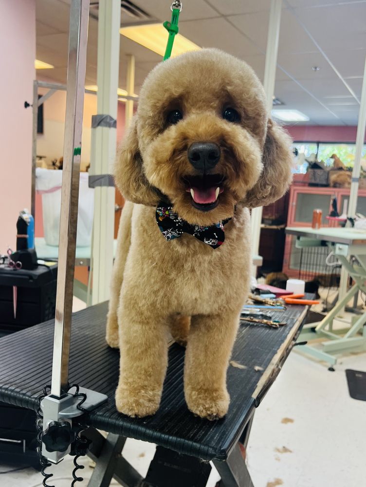 ZOE’S PET GROOMING Updated September 2024 Reno, Nevada Pet