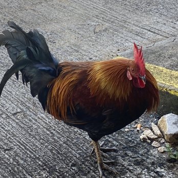 Da Crack Mexican Grinds - Chicken - Mexican Near Me - Koloa, Hawaii Da Crack Mexican Grinds - Chicken - Mexican Near Me - Koloa, Hawaii