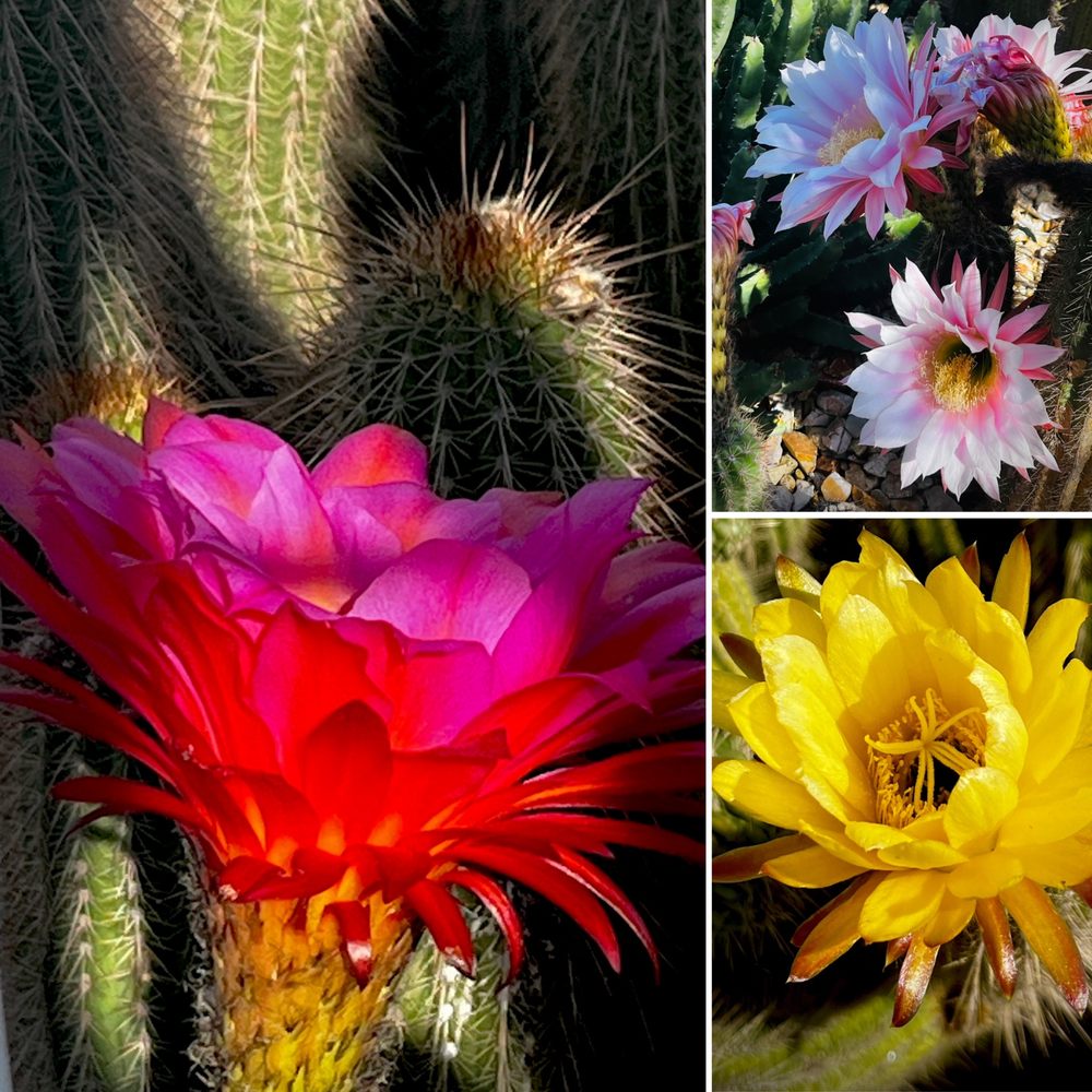 Poot's Cactus Nursery - Cactus collage , May 2024 - Nurseries & Gardening Near Me - Ripon, California Poot's Cactus Nursery - Cactus collage , May 2024 - Nurseries & Gardening Near Me - Ripon, California
