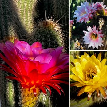 Poot's Cactus Nursery - Cactus collage , May 2024 - Nurseries & Gardening Near Me - Ripon, California