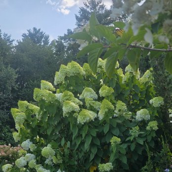 Prisco's - The image features a large shrub with dense green foliage and numerous white flower clusters. The shrub is situated outdoors, with a backdrop of tall trees and a partly cloudy sky. The scene is illuminated by natural daylight, highlighting the vibrant green leaves and white flowers. The sky has some clouds, and the overall setting appears to be a garden or park area. - Delis Near Me - Bridgewater, Massachusetts