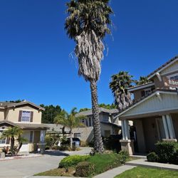 Jorge Salinas Tree Service - Before and after photo, completely trimmed back