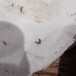 Green bug in food