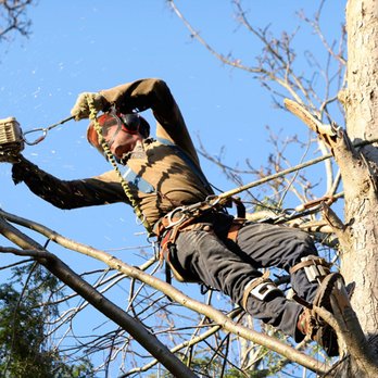 Affordable Tree Services - a man cutting a tree with a chainsaw - Painters Near Me Affordable Tree Services - a man cutting a tree with a chainsaw - Painters Near Me