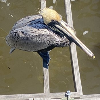 29 North - Pelican - Seafood Near Me - Cedar Key, Florida