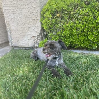 Paw Palace - Grass feeling good on the undercarriage - Pet Groomers Near Me - Henderson, Nevada Paw Palace - Grass feeling good on the undercarriage - Pet Groomers Near Me - Henderson, Nevada