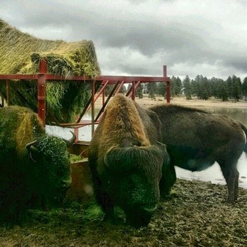 Bearizona - Majestical buffalo - Zoos Near Me - Williams, Arizona