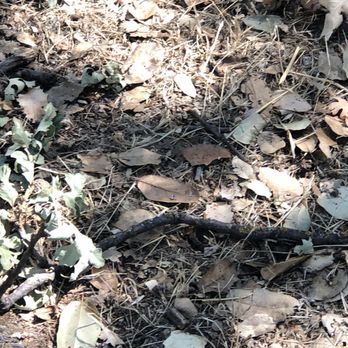 Turtle Bay Exploration Park - Lizard - Museums Near Me - Redding, California